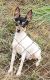 Toy Fox Terrier Puppies for sale in Stanwood, WA 98292, USA. price: $1,600