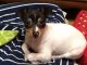 Toy Fox Terrier Puppies for sale in Erie, PA, USA. price: $600