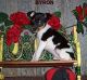 Toy Fox Terrier Puppies for sale in Chicago, IL, USA. price: NA
