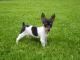 Toy Fox Terrier Puppies for sale in Chattanooga, TN, USA. price: NA