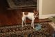Toy Fox Terrier Puppies for sale in Jefferson, GA, USA. price: NA