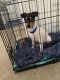 Toy Fox Terrier Puppies for sale in Colorado Springs, CO, USA. price: NA