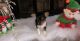 Toy Fox Terrier Puppies for sale in Albany, NY, USA. price: NA