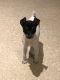 Toy Fox Terrier Puppies for sale in Waterville, MN 56096, USA. price: $750
