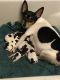 Toy Fox Terrier Puppies for sale in Waterville, MN 56096, USA. price: $800