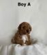 Toy Poodle Puppies for sale in Paw Paw, MI 49079, USA. price: NA