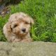 Toy Poodle Puppies for sale in Austin, MN 55912, USA. price: $800