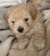 Toy Poodle Puppies for sale in Sioux Falls, SD, USA. price: NA