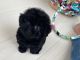 Toy Poodle Puppies for sale in Wisconsin Dells, WI, USA. price: $700