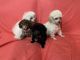 Toy Poodle Puppies for sale in Arlington, TX, USA. price: $2,000