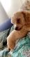 Toy Poodle Puppies for sale in Aiken, SC, USA. price: NA