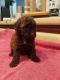Toy Poodle Puppies for sale in Humboldt, TN 38343, USA. price: NA
