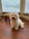 Toy Poodle Puppies for sale in Houston, TX, USA. price: $1,000