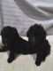 Toy Poodle Puppies for sale in 420 Crawfish Ln, Ragland, AL 35131, USA. price: $2,500