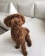 Toy Poodle Puppies for sale in Sacramento, CA, USA. price: $500