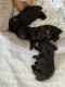 Toy Poodle Puppies for sale in Winter Haven, FL, USA. price: NA