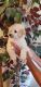 Toy Poodle Puppies for sale in Lynn, MI 48097, USA. price: NA