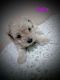 Toy Poodle Puppies for sale in Knoxville, TN 37914, USA. price: NA