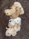 Toy Poodle Puppies for sale in New York, NY 10025, USA. price: NA