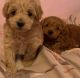 Toy Poodle Puppies for sale in Boca Raton, FL, USA. price: $1,000