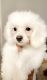 Toy Poodle Puppies for sale in Arlington, TX, USA. price: $1,400