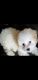 Toy Poodle Puppies for sale in Fort Lauderdale, FL, USA. price: $1,700
