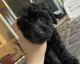 Toy Poodle Puppies for sale in Syracuse, NY, USA. price: NA