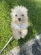 Toy Poodle Puppies for sale in Jacksonville, FL, USA. price: $2,000