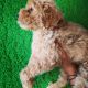 Toy Poodle Puppies for sale in Delhi, India. price: NA