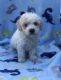 Toy Poodle Puppies for sale in Campbellsville, KY 42718, USA. price: $1,500