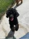 Toy Poodle Puppies for sale in Easthampton, MA, USA. price: NA
