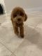 Toy Poodle Puppies for sale in Weston, FL, USA. price: $5,000