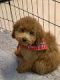 Toy Poodle Puppies for sale in Queens, NY, USA. price: $3,000
