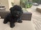 Toy Poodle Puppies for sale in Palm Desert, CA, USA. price: $1,500