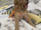 Toy Poodle Puppies for sale in West Palm Beach, FL, USA. price: $1,800