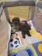 Toy Poodle Puppies for sale in Donnelly, MN, USA. price: $1,200