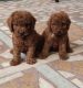 Toy Poodle Puppies for sale in Kakinada, Andhra Pradesh, India. price: 85000 INR