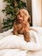 Toy Poodle Puppies for sale in Baltimore Dr, Dallas, TX, USA. price: $800