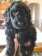 Toy Poodle Puppies for sale in Maryland Ave, Dallas, TX 75216, USA. price: $600