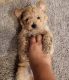 Toy Poodle Puppies for sale in Bakersfield, CA, USA. price: NA