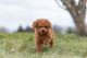 Toy Poodle Puppies for sale in Toronto, OH 43964, USA. price: $700