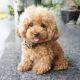 Toy Poodle Puppies for sale in George L. Allen, Sr. Courts Building, 600 Commerce St, Dallas, TX 75202, USA. price: $800