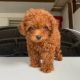 Toy Poodle Puppies for sale in Downtown Los Angeles, Los Angeles, CA, USA. price: $800