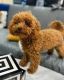 Toy Poodle Puppies for sale in New Orleans, LA, USA. price: $700