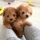 Toy Poodle Puppies for sale in Louisiana, MO 63353, USA. price: $700
