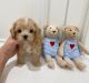 Toy Poodle Puppies for sale in Oklahoma City, OK, USA. price: $890