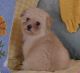 Toy Poodle Puppies for sale in Las Vegas, NV, USA. price: $900