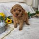 Toy Poodle Puppies for sale in Michigan City, IN, USA. price: $800