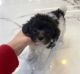 Toy Poodle Puppies for sale in Oklahoma City, OK, USA. price: $900
