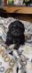 Toy Poodle Puppies for sale in 124 Madden Road, Purvis, MS 39475, USA. price: $800
